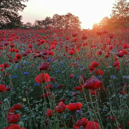 Haus Gorkistrasse B-8 * Heringsdorf (Usedom)