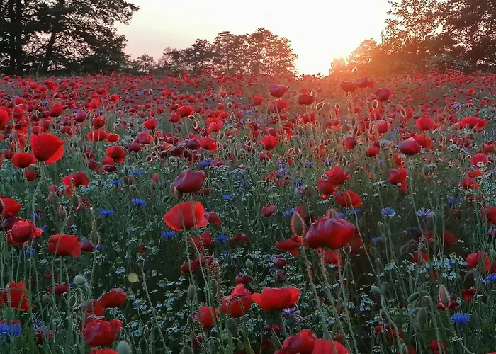 Haus Gorkistrasse B-8 * Heringsdorf (Usedom)